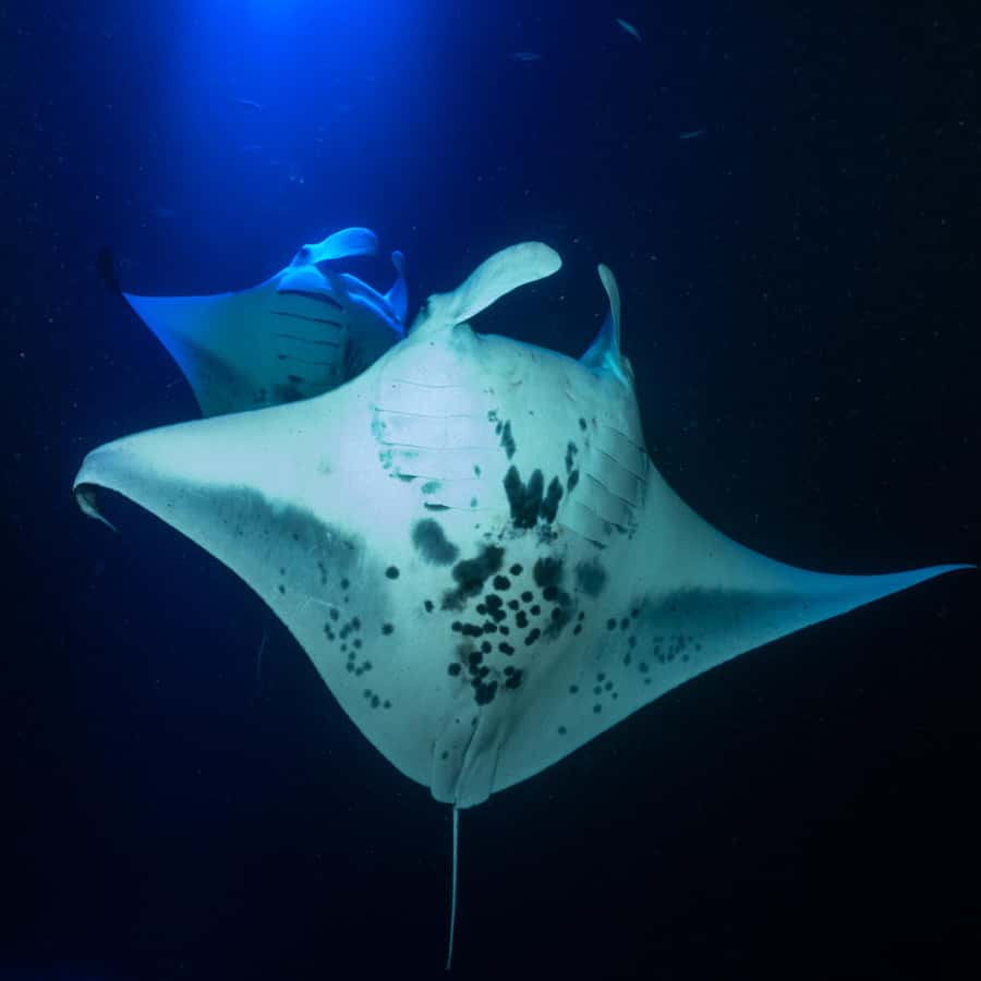 Big Island: Manta Ray Snorkel Boat Tour - Meeting the Crew at Honokohau Harbor