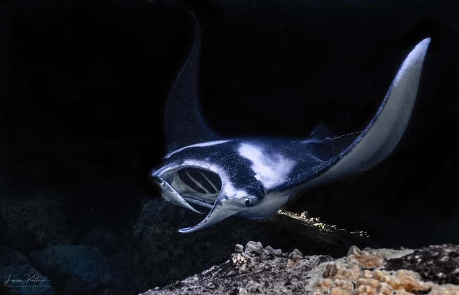Big Island: Manta Ray Snorkel Boat Tour - The Short Boat Ride to the Snorkel Site