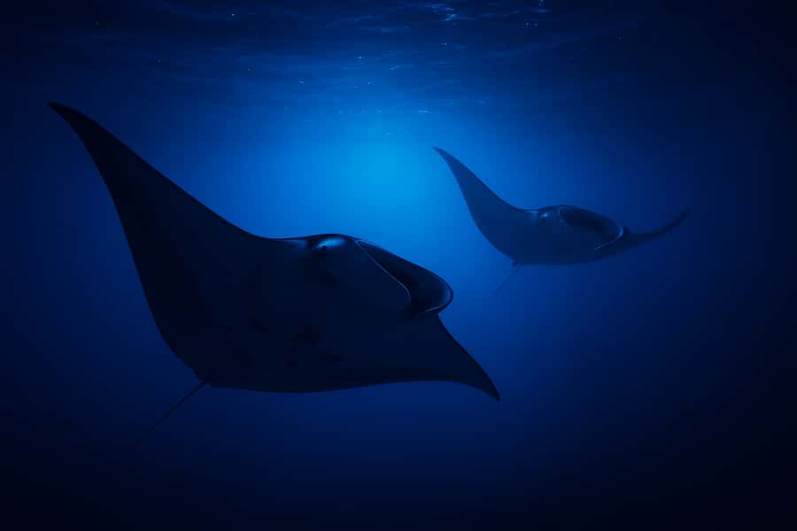 Big Island: Manta Ray Snorkel Boat Tour - The Price: Is $137 a Fair Deal?