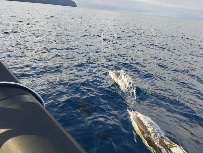 Boat trips to Corvo Island - Seeing Flores from the water