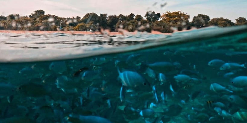 Bohol Dolphin Watching, Balicasag, and Virgin Island Tour - Balicasag Island and the one-hour snorkeling stop