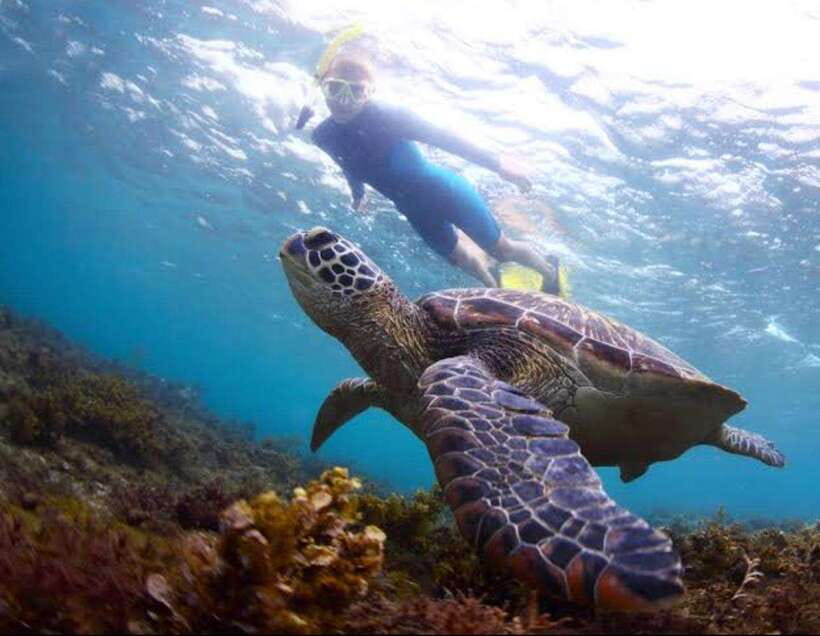 Bohol: Dolphin Watching & Sea Turtle Swim Island Tour - Why this Bohol boat trip works so well