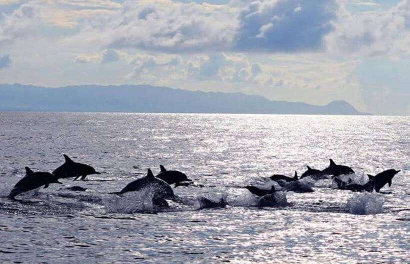 Bohol: Dolphin Watching & Sea Turtle Swim Island Tour - Searching for wild dolphins along Panglao