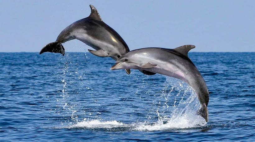Bohol: Dolphin Watching & Sea Turtle Swim Island Tour - Balicasag’s coral reefs and fish