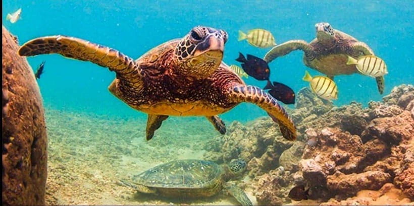 Bohol: Dolphin Watching & Sea Turtle Swim Island Tour - Crowds, boats, and the tradeoff for popularity