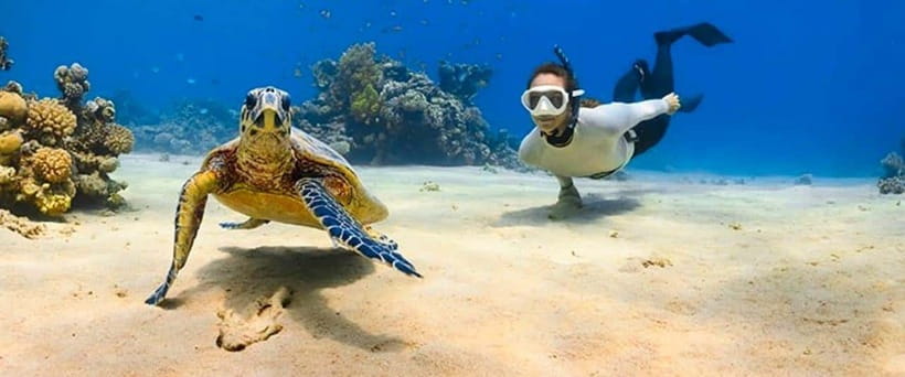 Bohol: Dolphin Watching & Sea Turtle Swim Island Tour - Is $49 a fair price?