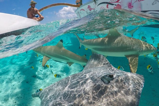Bora Bora Snorkel Cruise by Polynesian Outrigger Canoe with BBQ Island Lunch - What makes this Bora Bora cruise worth considering