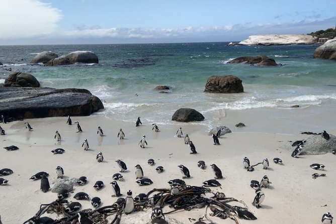 Boulders Beach Penguins and Seal Island Boat Trip Half Day Tour - Fish and chips at Hout Bay