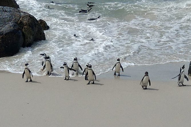 Boulders Beach Penguins and Seal Island Boat Trip Half Day Tour - Is the $75 price good value?
