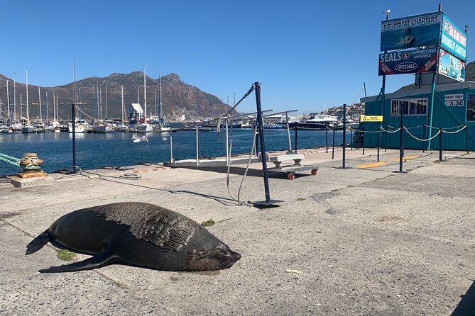 Boulders Beach Penguins and Seal Island Boat Trip Half Day Tour - Who should book this tour?