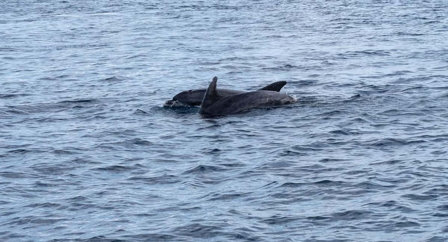 Brijuni Islands: Sunset & Dolphins private boat tour - Fažana Is the Starting Point