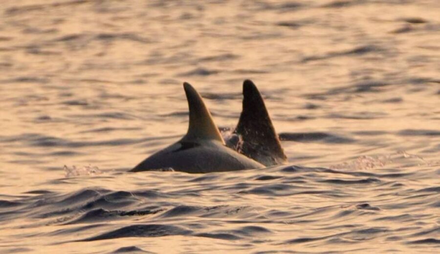 Brijuni Islands: Sunset & Dolphins private boat tour - A Private Boat Makes the Evening More Personal