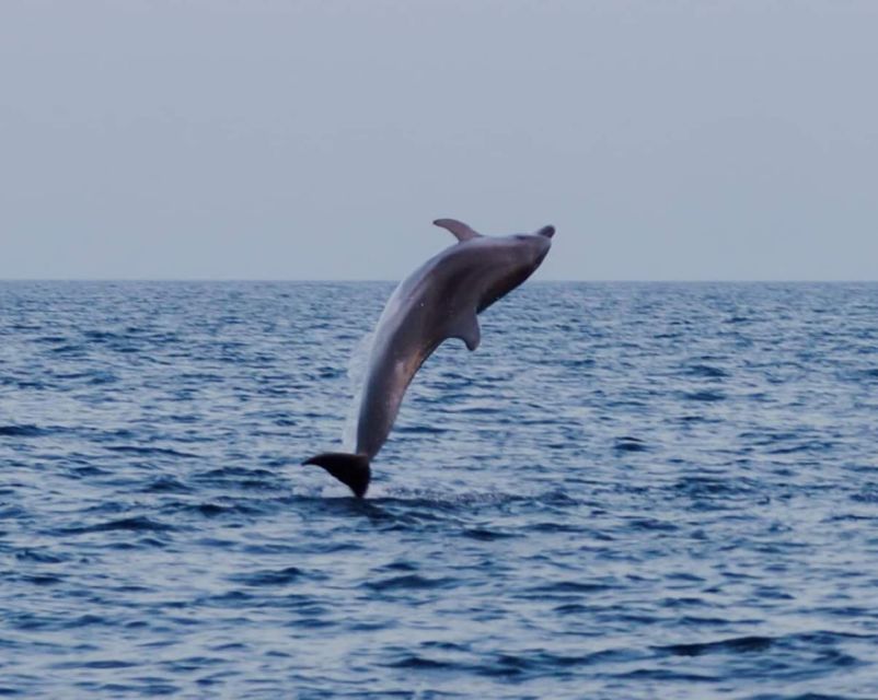 Brijuni Islands: Sunset & Dolphins private boat tour - What the Price Means for Your Group