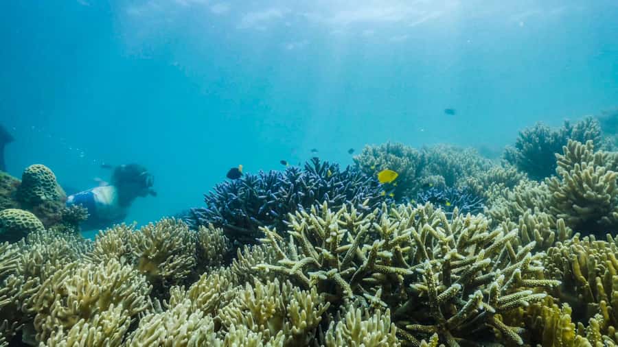 Cairns: Fitzroy Island Ferry with Optional Lunch & Activity - Four hours to choose your own Fitzroy Island plan