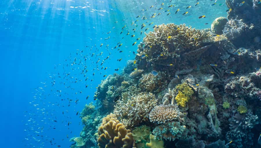 Cairns: Great Barrier Reef and Fitzroy Island Boat Tour - Why this combined Cairns tour works