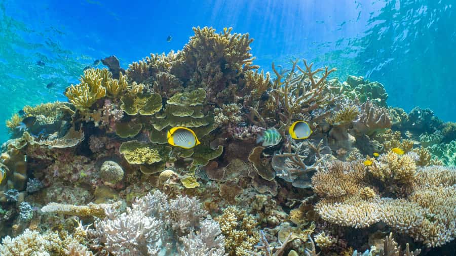 Cairns: Great Barrier Reef and Fitzroy Island Boat Tour - Two and a half hours at Moore Reef pontoon