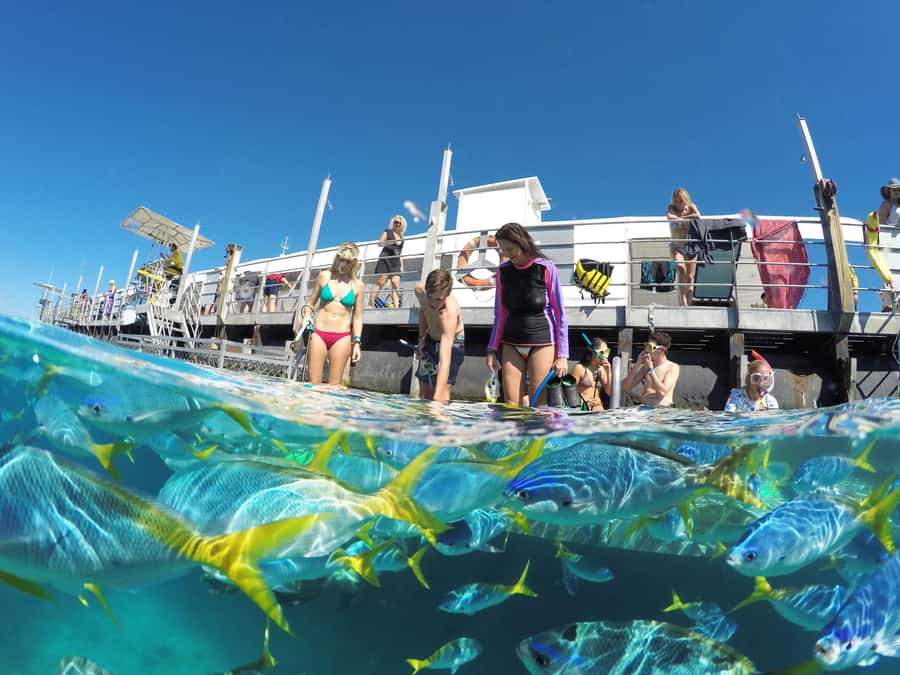 Cairns: Great Barrier Reef and Fitzroy Island Boat Tour - The reef’s playful side: the waterslide and children’s pool