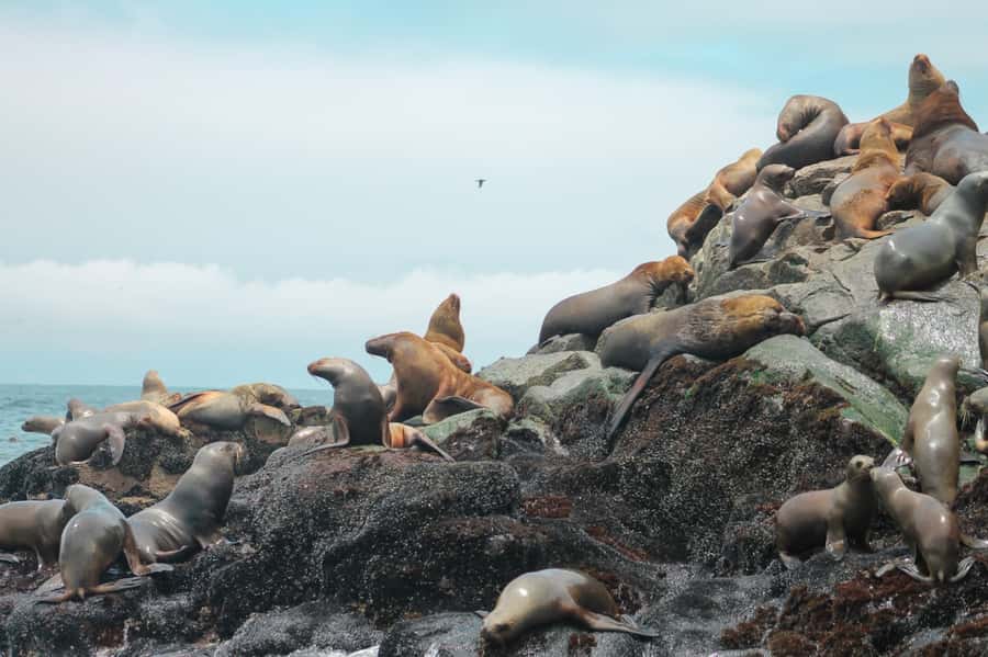 Callao: Swimming with Sea Lions Palomino Islands Boat Tour - Who should book this Callao boat tour?