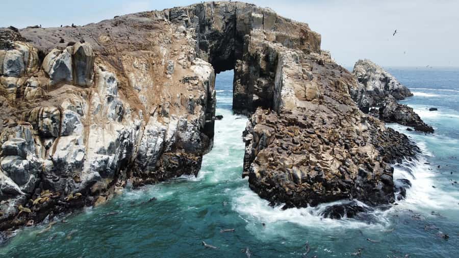 Callao: Swimming with Sea Lions Palomino Islands Boat Tour - Why swimming with Palomino sea lions is so memorable