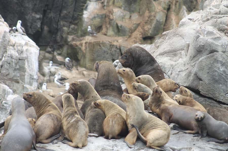Callao: Swimming with Sea Lions Palomino Islands Boat Tour - What happens at the sea lion colony