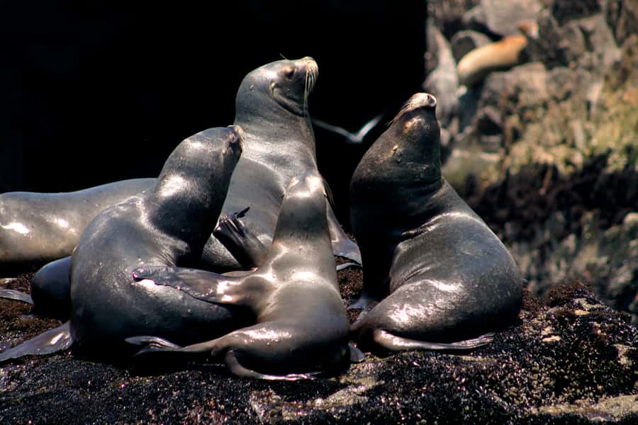Callao: Swimming with Sea Lions Palomino Islands Boat Tour - Guides and safety on the water