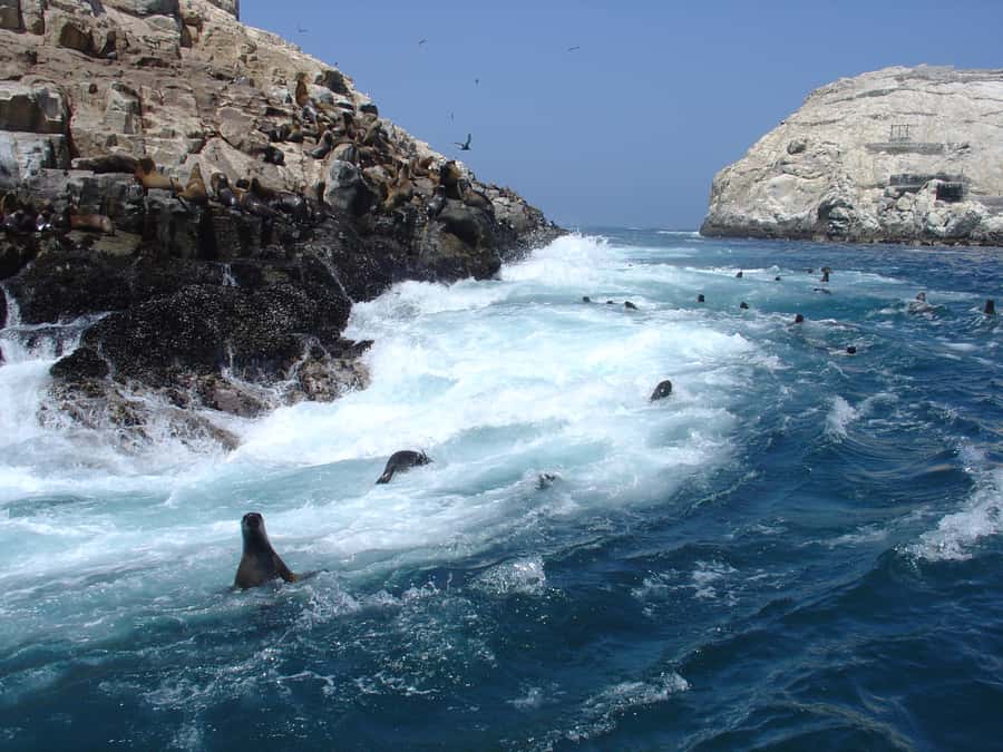 Callao: Swimming with Sea Lions Palomino Islands Boat Tour - The trip from El Mirador to the open sea