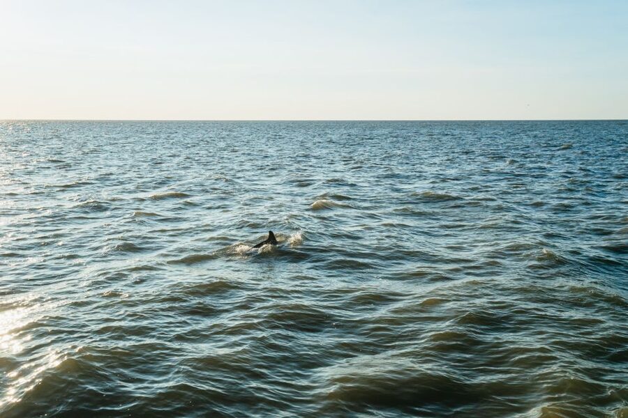 Cape May: Cape May Island Sunset Cruise & Dolphin Watching - Searching for bottlenose dolphins