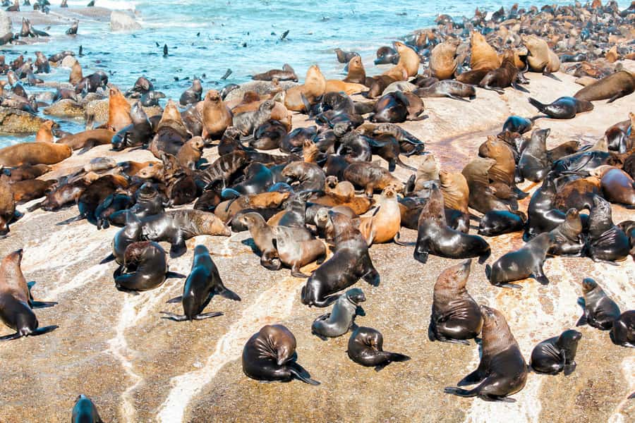 Cape Town: Robben Island Ferry Tour with 1-Way Hotel Pickup - A tour shaped by the guides