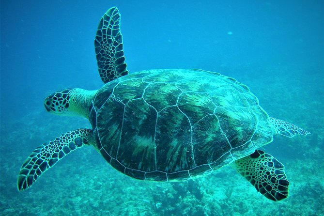 CAPTAIN ALAN'S 4hr -3 Islands-snorkeling-turtles-beach ADVENTURE - Key points to know before you book