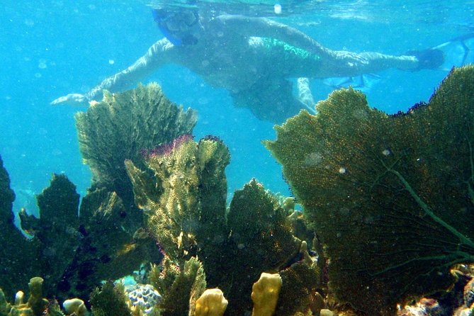 CAPTAIN ALAN'S 4hr -3 Islands-snorkeling-turtles-beach ADVENTURE - What is included in the $99 price