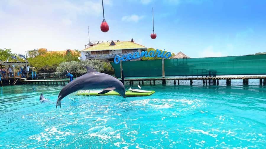 CARTAGENA: 4 islands by sport boat +oceanarium tickets - Starting in Cartagena and finding the group