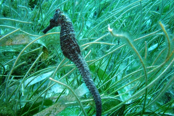 Catalina Island - Snorkeling tour on a luxury catamaran - Key points to know before booking