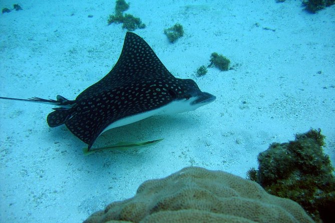 Catalina Island - Snorkeling tour on a luxury catamaran - Who should book this boat trip