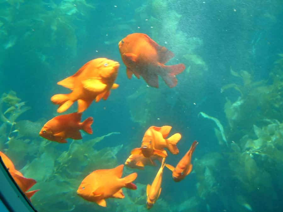 Catalina Island: Yellow Semi-Submarine Cruise - What You See Through the Portholes