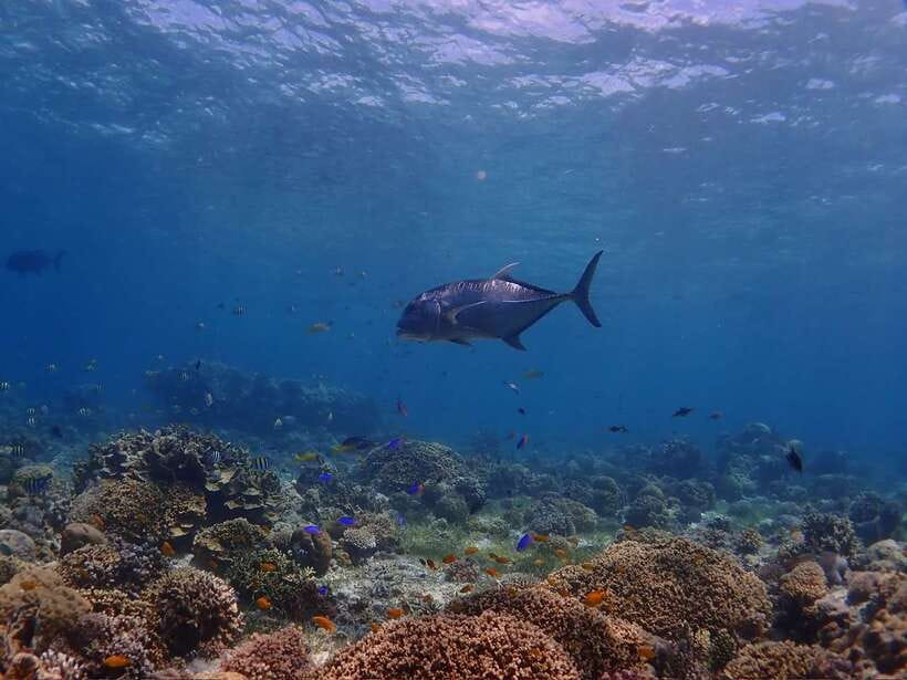 Cebu: Boat Diving Two Dive Tour in Olango Island - Who should book this Olango Island outing