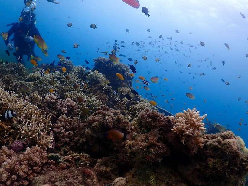 Cebu: Boat Diving Two Dive Tour in Olango Island - Should you book it?