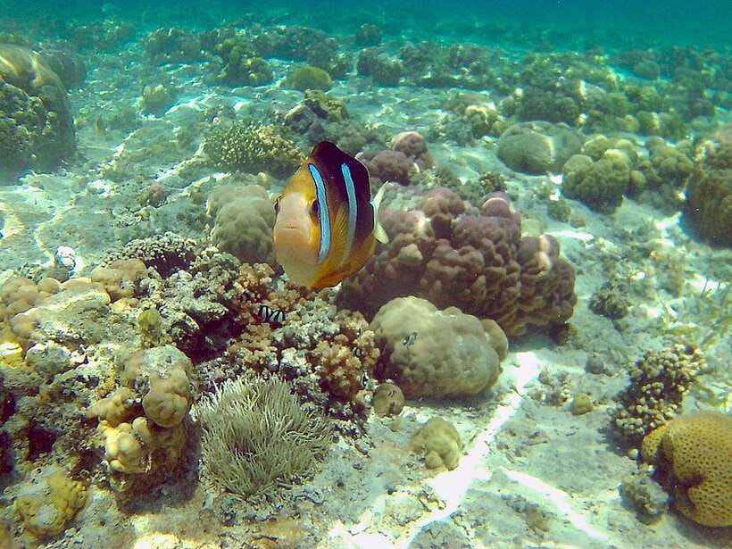 Cebu: Mactan Island Hopping Boat Tour with Lunch - Gilutungan Shows Why the Sanctuary Matters