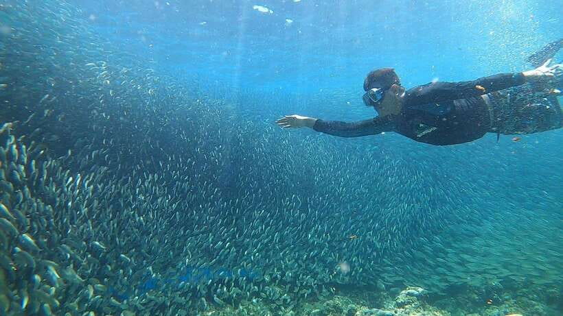 Cebu: Moalboal Island Hopping and Mantayupan Falls Day Trip - Who Will Get the Most From This Day