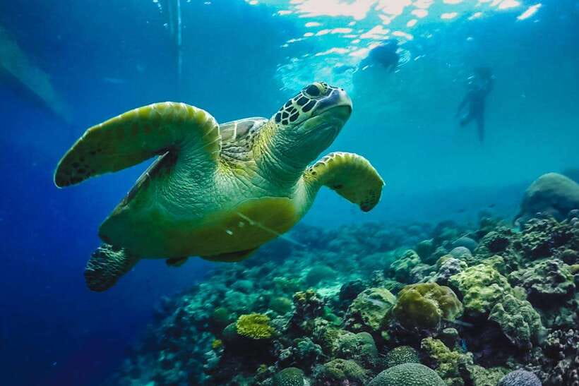 Cebu: Moalboal Island Hopping and Mantayupan Falls Day Trip - Turtle Point Means Wildlife on Its Own Terms