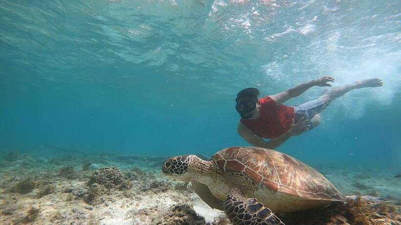 Cebu: Moalboal Island Hopping & Kawasan Falls Adventure - Sea turtles and responsible wildlife watching