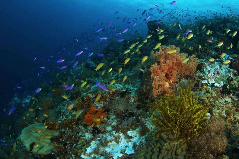 Cebu: Moalboal Island Hopping & Kawasan Falls Adventure - Who should book this experience