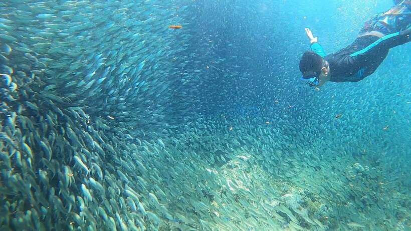 Cebu: Moalboal Island Hopping & Kawasan Falls Adventure - Three hours around Moalboal’s reefs