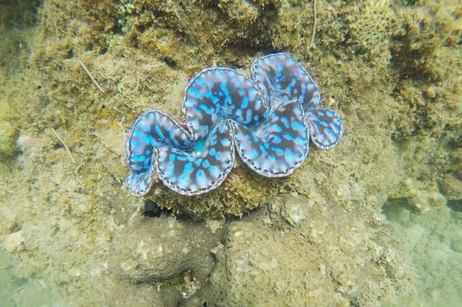 Cham Islands Snorkeling Tour by Wooden Boat from Hoi An - The Return to Hoi An