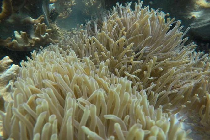 Cham Islands Snorkeling Tour by Wooden Boat from Hoi An - What to Pack for a Smoother Day