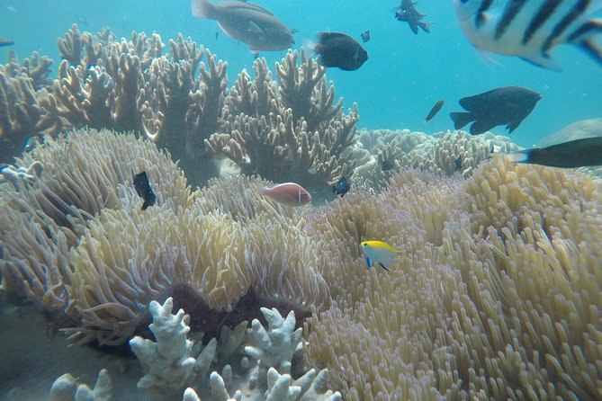 Cham Islands Snorkeling Tour by Wooden Boat from Hoi An - Rinse, Change, and Lunch at Bai Chong
