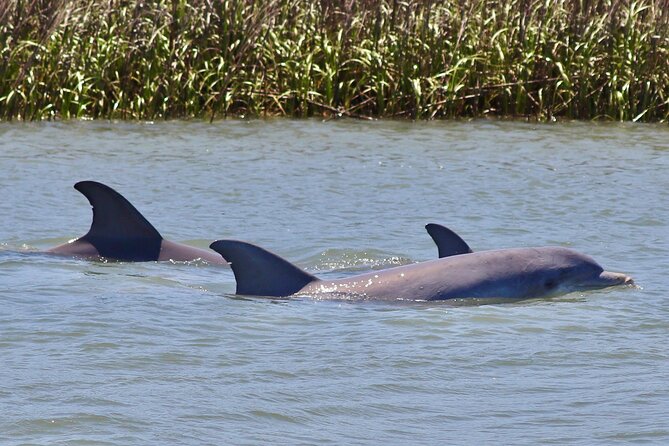 Charleston Eco Boat Cruise with stop at Morris Island Lighthouse - Why this is one of Charleston’s better nature outings