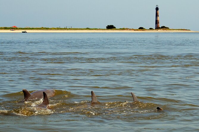 Charleston Eco Boat Cruise with stop at Morris Island Lighthouse - What the wildlife experience is really like