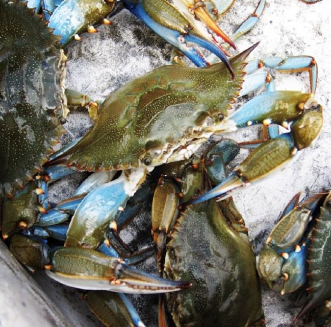 Charleston: Morris Island Nature Boat Tour with Naturalist - Who will enjoy this boat trip most
