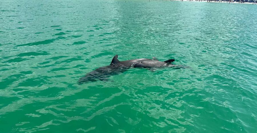 Clearwater Beach: Dolphin & Island Sandbar Cruise - Dolphins first, then a Clearwater sandbar