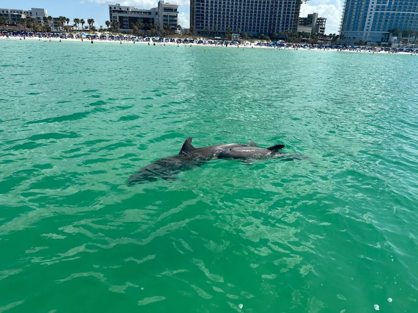 Clearwater Beach: Dolphin & Island Sandbar Cruise - The crew makes the difference